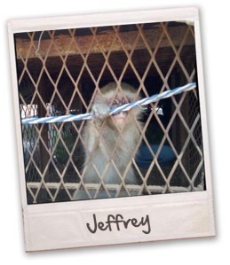 jeffry the monkey copy