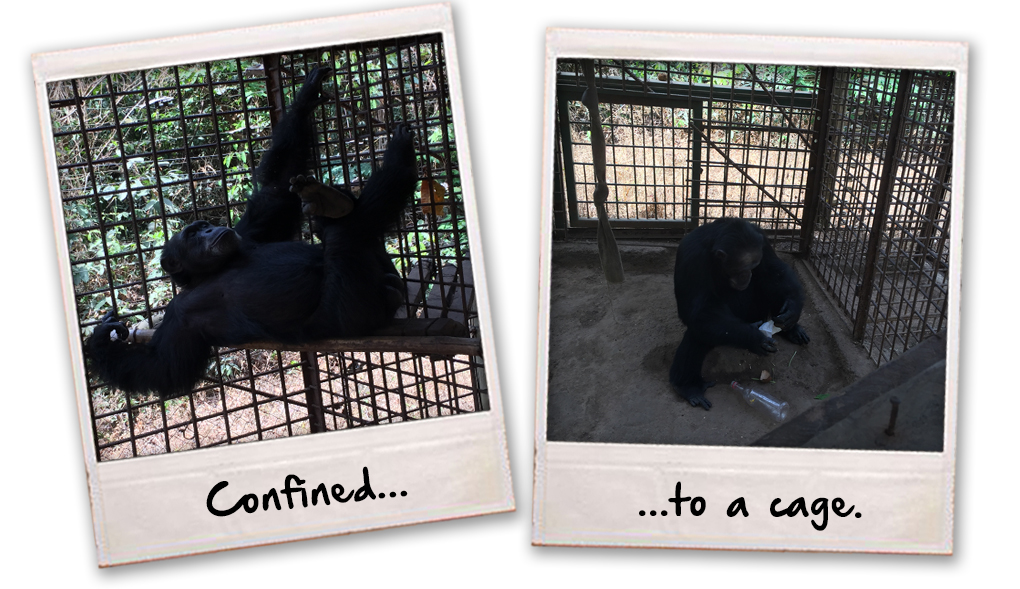 Coco is Free !!! | The 'Oke' On The Ground for the Olsen Animal Trust